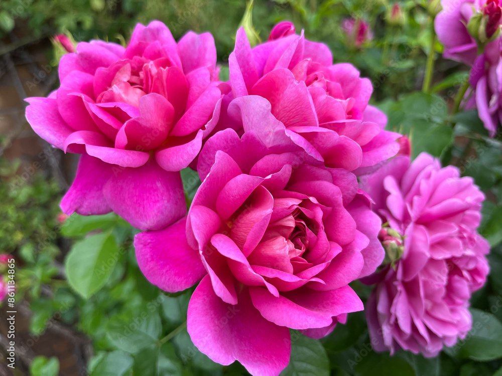 Beautiful english roses in pink, yellow and orange in a garden setting with arbors and surrounding plants. Beautiful english roses in pink, yellow and orange in a garden setting with arbors and surrounding plants.
