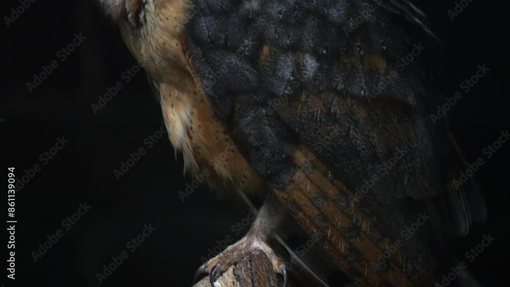 A daytime shot of an owl hiding in the ruins of a house, sleeping on a branch. The scene captures the owl's natural resting state amidst the broken walls and debris. A daytime shot of an owl hiding in the ruins of a house, sleeping on a branch. The scene captures the owl's natural resting state amidst the broken walls and debris.