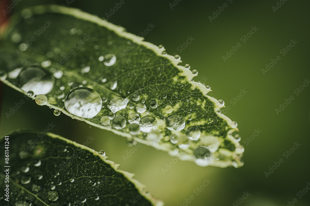 Macro photograph of green leaves covered in water droplets, showcasing the intricate texture and freshness. The vibrant green background enhances the natural beauty. Macro photograph of green leaves covered in water droplets, showcasing the intricate texture and freshness. The vibrant green background enhances the natural beauty.