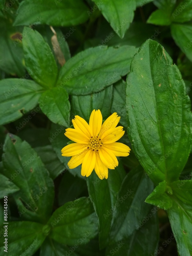yellow flower on green background yellow flower on green background