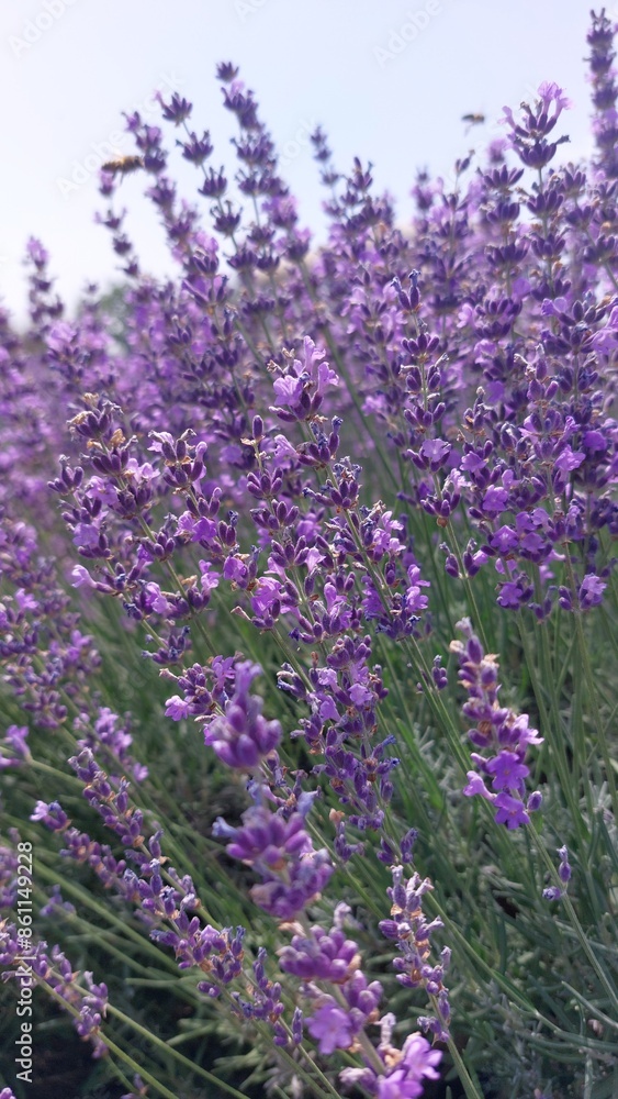 Obraz premium Large lavender field. Wonderful aroma of purple flowers. Lots of flowering bushes. Bees pollinate flowers