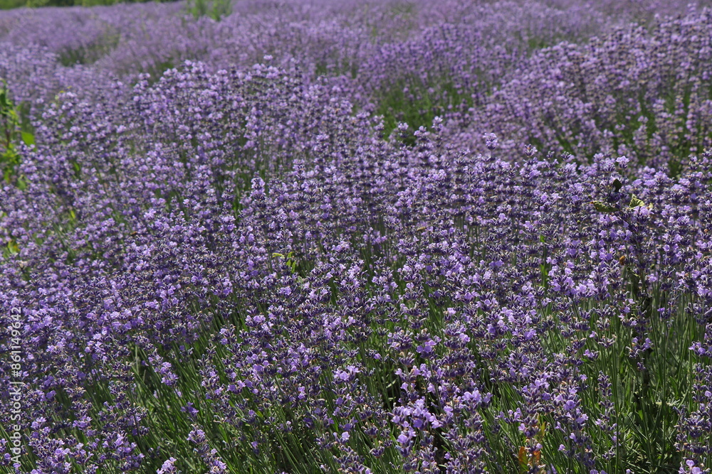 Obraz premium Large lavender field. Wonderful aroma of purple flowers. Lots of flowering bushes. Bees pollinate flowers