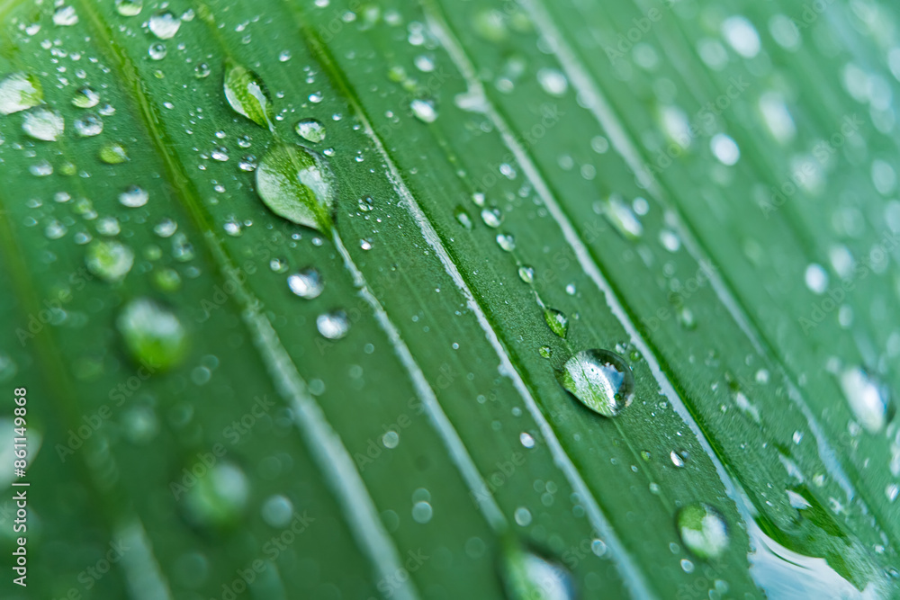 Raindrops on the green grass leaf in morning, soft focus Raindrops on the green grass leaf in morning, soft focus