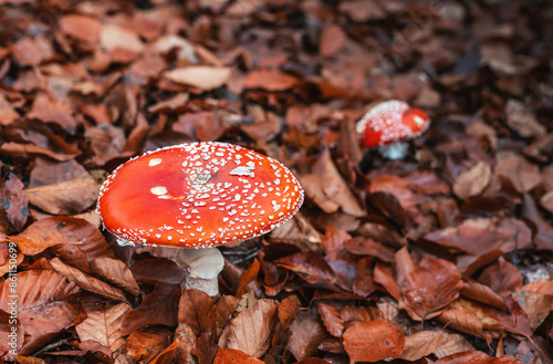 Czerwone grzyby muchomory