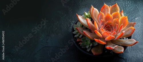 growing Echeveria Perle von Nurnberg from leaf set growth. Copy space image. Place for adding text and design photo