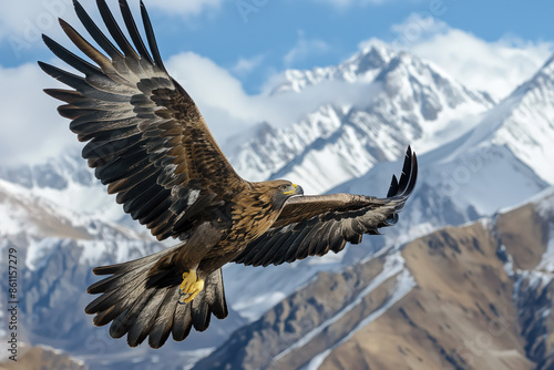 Golden eagle soaring over snow-capped mountain peaks © Edvvin
