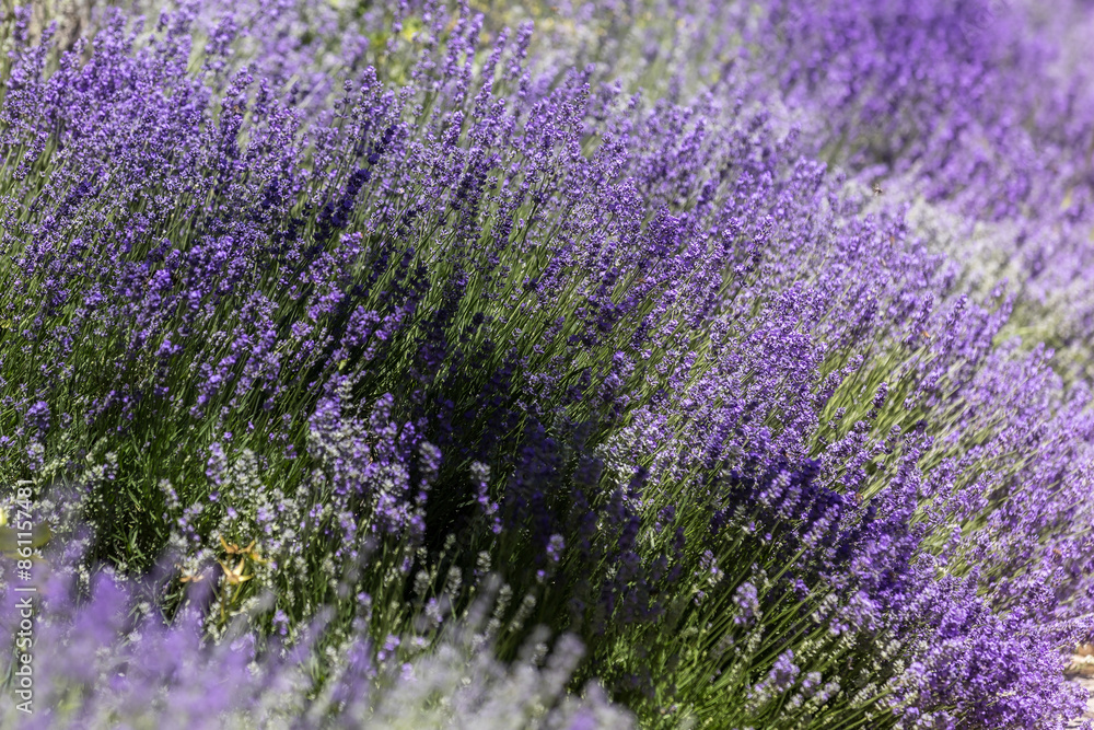 Fototapeta premium Lavender flower background with purple colors