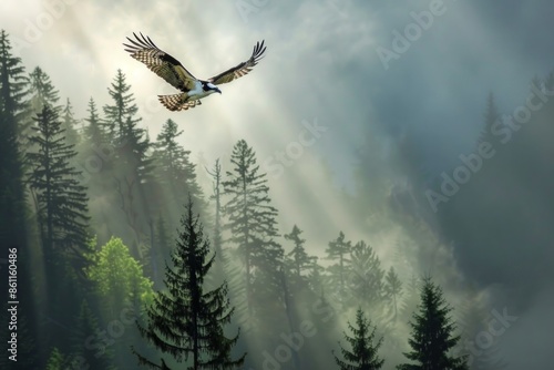 Osprey flying above fir trees with sunrays streaming through mist photo