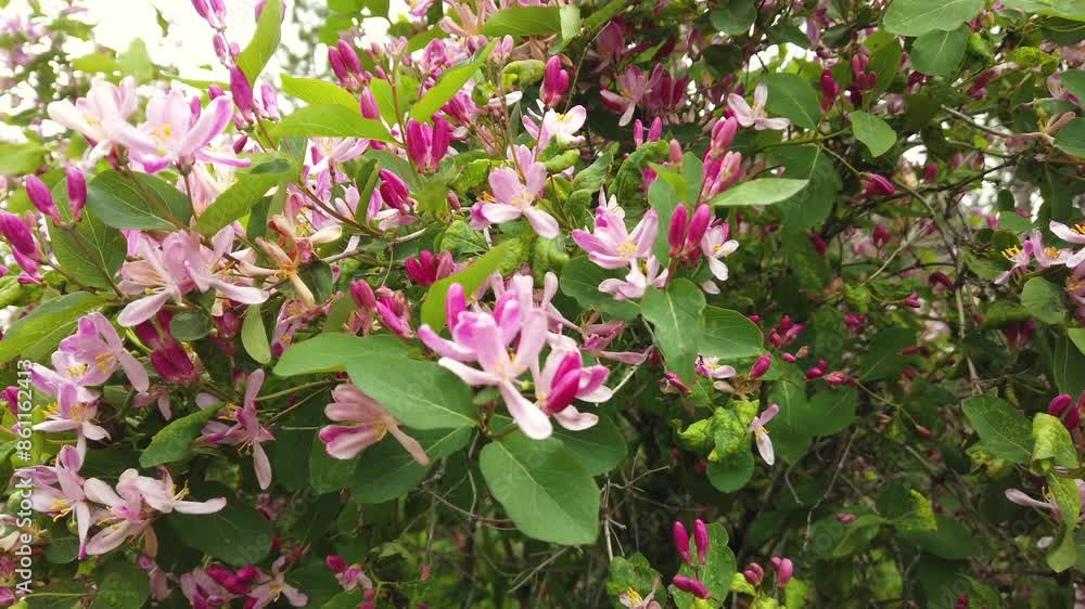 Pink and white flowers of the ornamental plant Tatarian honeysuckle (Lonicera tatarica). Pink and white flowers of the ornamental plant Tatarian honeysuckle (Lonicera tatarica).