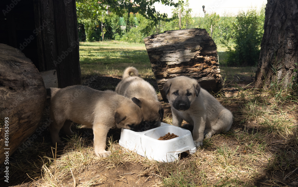 Sivas Kangal dog puppies eating food. Cute puppies in the garden Sivas Kangal dog puppies eating food. Cute puppies in the garden
