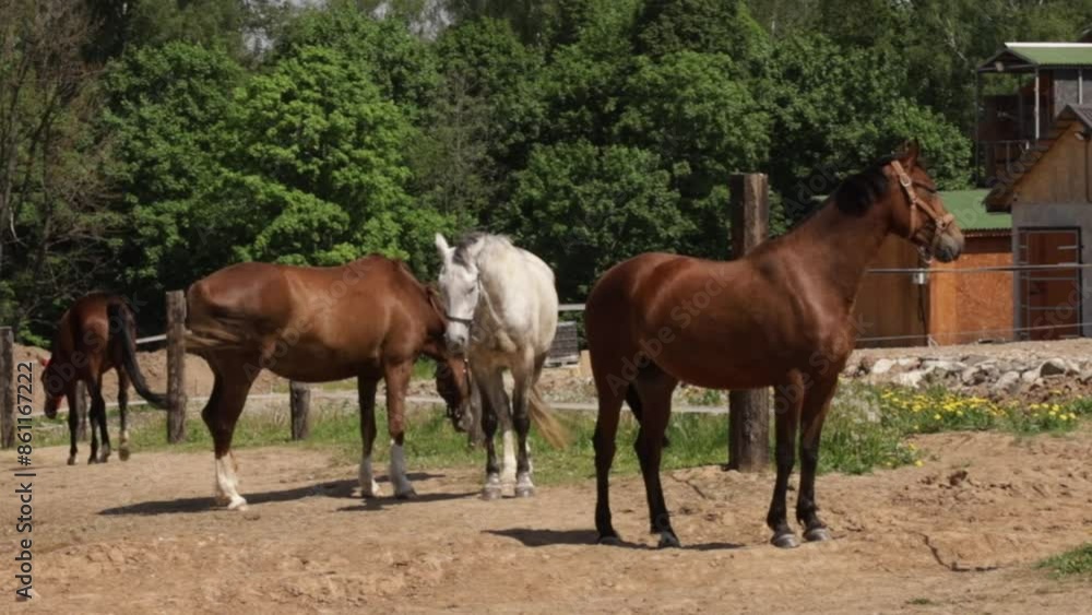 Horses graze in the meadow, brown mare standing in summer pasture, livestock on farmland. Horses graze in the meadow, brown mare standing in summer pasture, livestock on farmland.