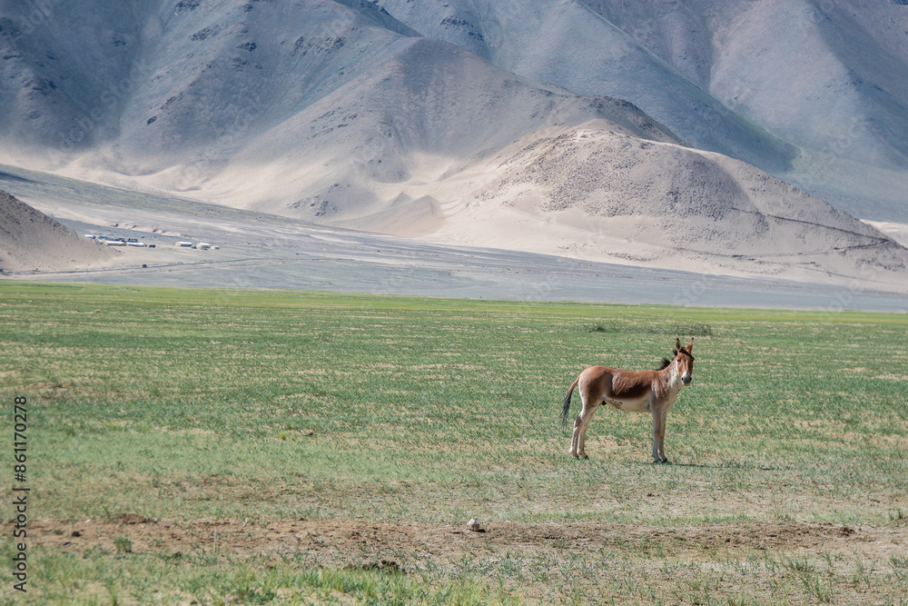 Tibetan wild donkey in a desert landscape, with mountains in the background Tibetan wild donkey in a desert landscape, with mountains in the background