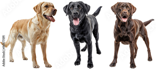 Collection of three happy standing labrador retriever dogs in different colours, yellow, black and chocolate brown, isolated on a transparent background