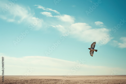 Hawk flying over empty grassland under blue sky