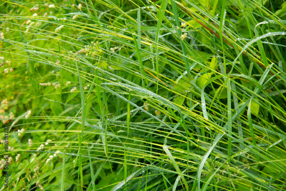 background of green grass with dew drops background of green grass with dew drops