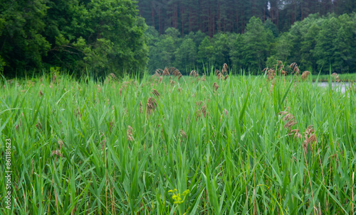 Phragmites australis, known as common reed, is broadly distributed wetland grass. photo