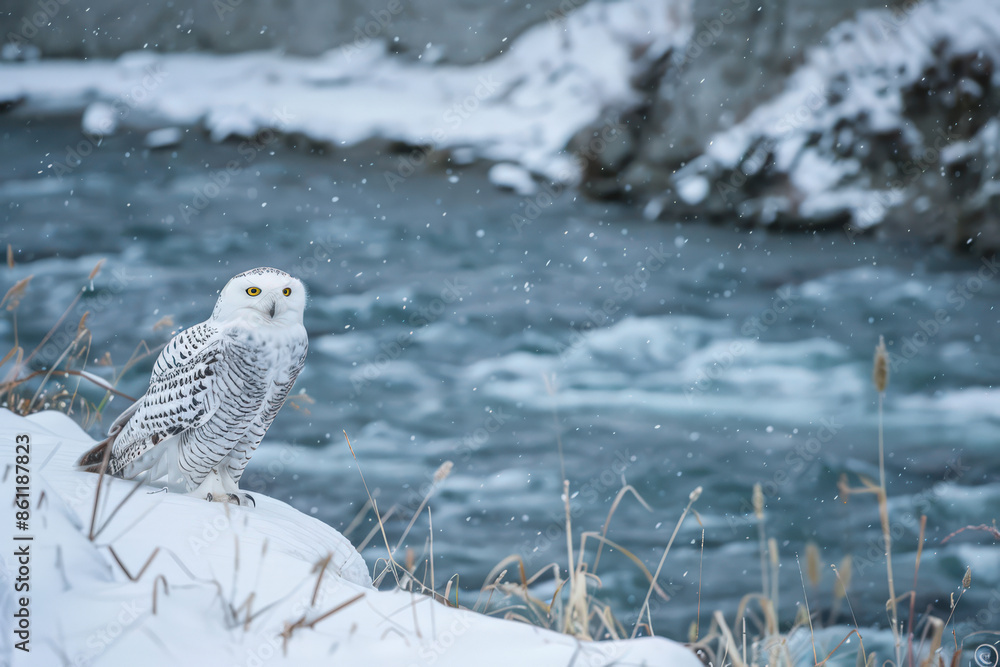 Snowy owl perched on riverbank during snowfall