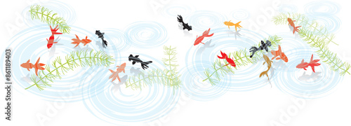 金魚　泳ぐ　夏イメージ　背景素材　ベクターイラスト