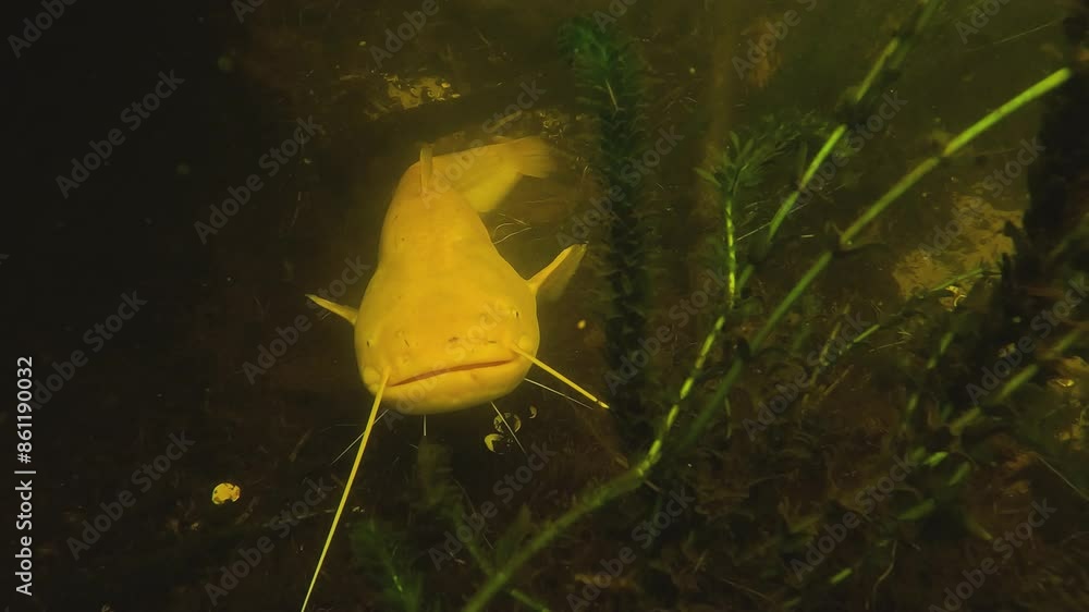 A young giant catfish (Silurus glanis), known as a mandarin catfish, a ...