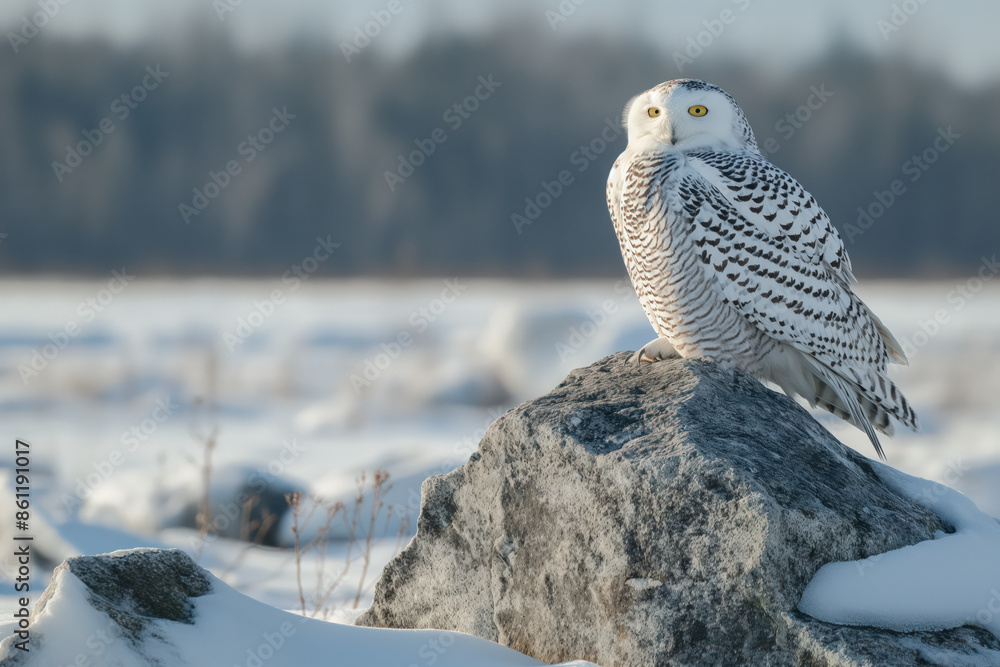 Fototapeta premium Snowy owl perched on rock in winter landscape