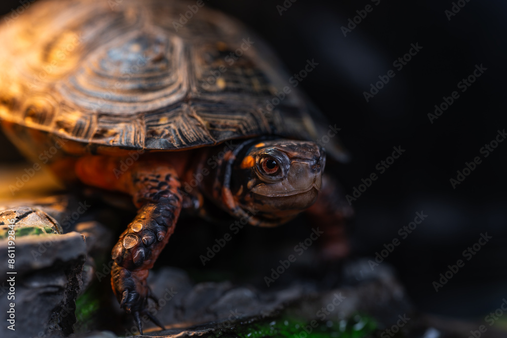 甲羅干し中のキボシイシガメ