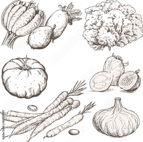 Hand drawn vegetable illustration featuring carrots, radishes, garlic, onion, tomato, and leafy lettuce. Botanical sketch in retro style for organic food, restaurant menus, and packaging designs.