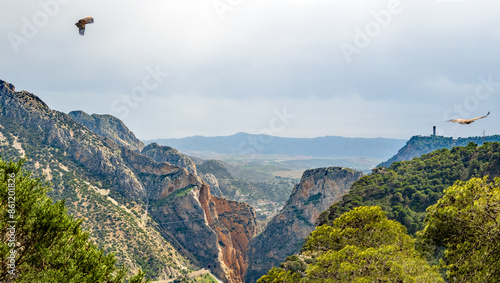 Griffon vultures flying over Gorge of the Gaitanes and 
