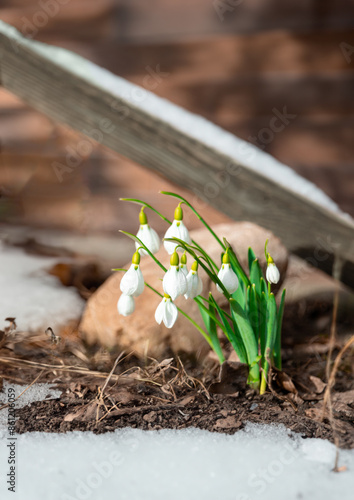 Pierwsze przebiśniegi