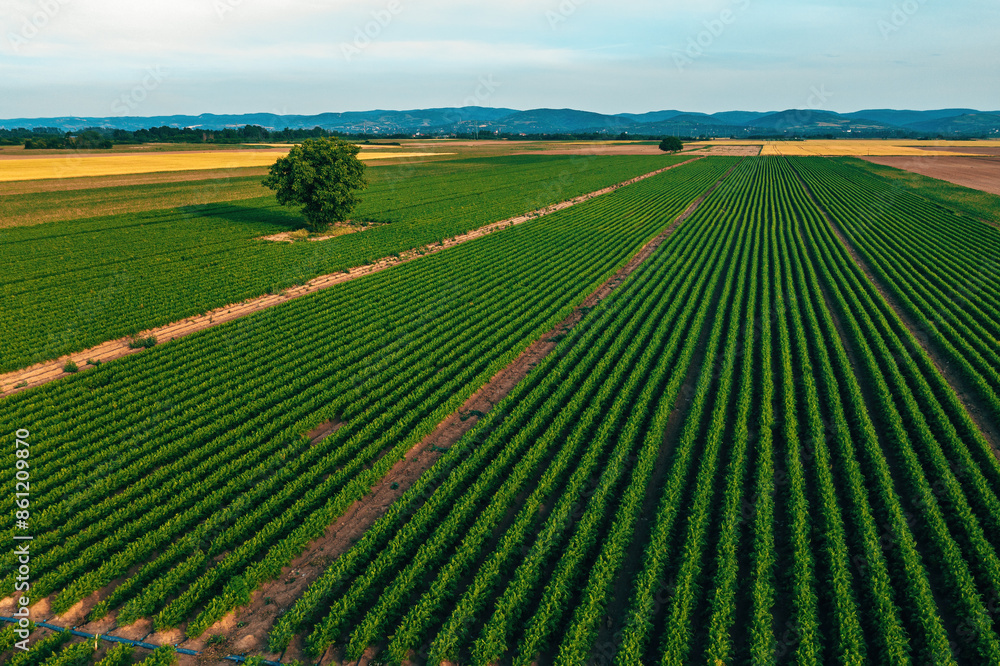 Organic carrot (Daucus carota) plants in cultivated agricultural field, aerial view Organic carrot (Daucus carota) plants in cultivated agricultural field, aerial view