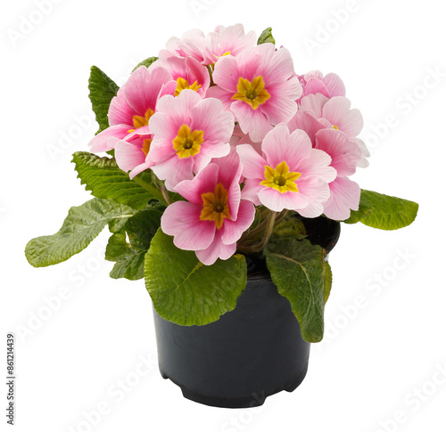 Fototapeta Spring time blossom of pink primroses flowers in pot, front view close up isolat