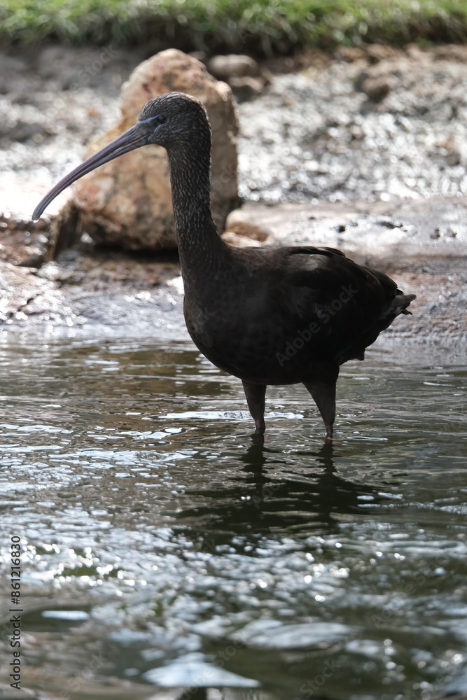 Obraz premium Ibis dans un zoo