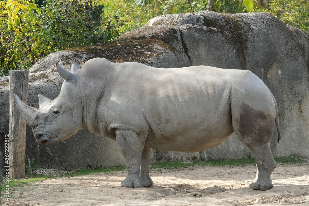 Naklejka premium Rhinocéros dans un zoo