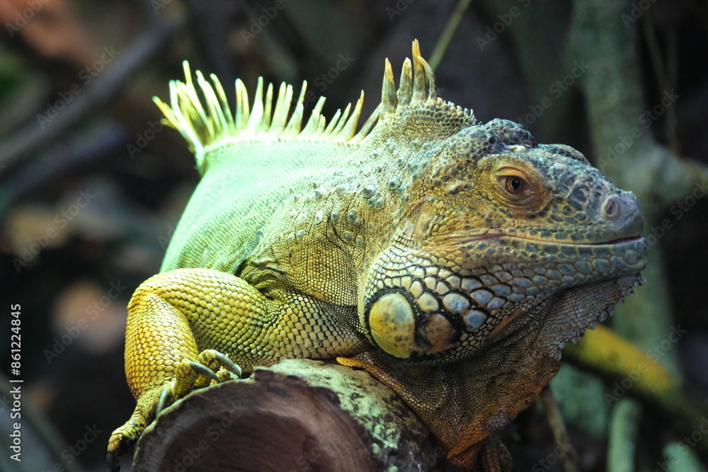 Iguane dans un zoo Iguane dans un zoo