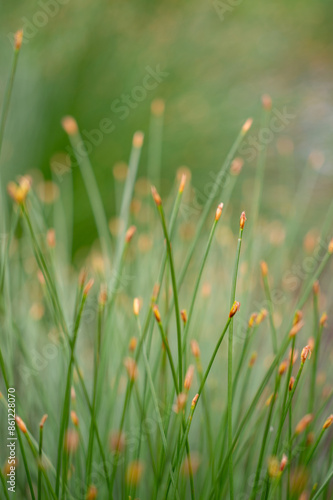 Grass straws