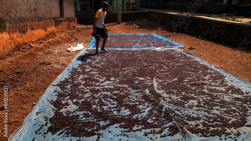 the process of drying coffee