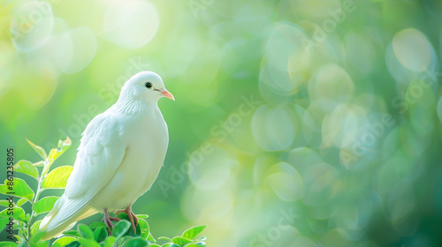 white dove on the tree branch