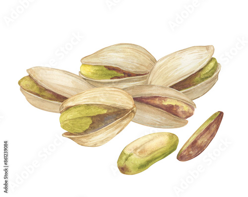 Wallpaper Mural Pistachio nut watercolor illustration. Botanical drawing sketch stylized. Isolated. Hand drawn, suitable for food packaging design Torontodigital.ca
