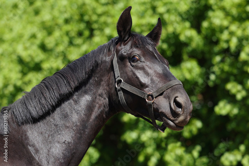 Obraz na płótnie Black thoroughbred horse portrait in summer trees background w salonie