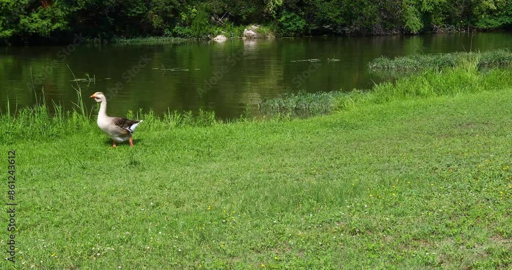 Static video of a Goose walking next the Guadalupe River in Kerrville Texas Static video of a Goose walking next the Guadalupe River in Kerrville Texas