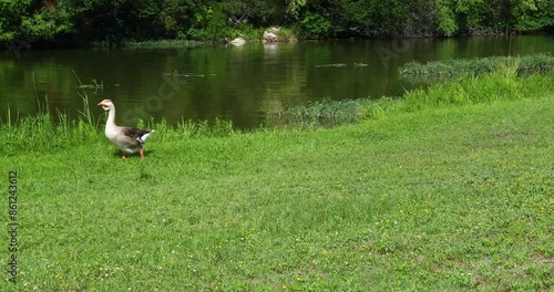 Static video of a Goose walking next the Guadalupe River in Kerrville Texas photo