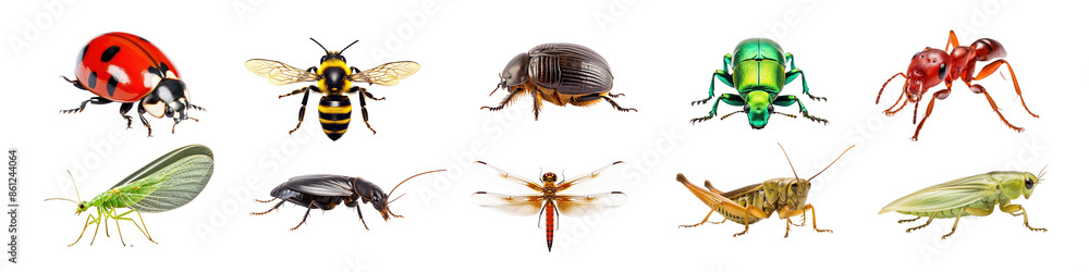 Animal insect png cut out element set Animal insect png cut out element set