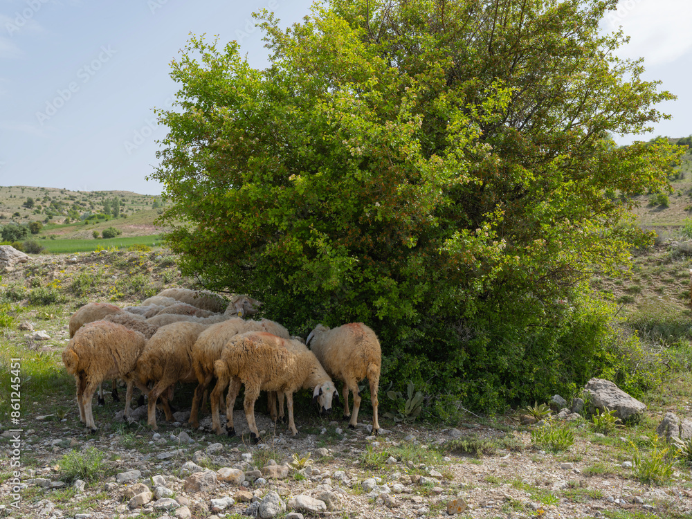Obraz premium Flock of sheep, landscape hot summer day photo of flock of sheep cooling down in the shade of small tree. Hiding from the heat in the shadow. 
