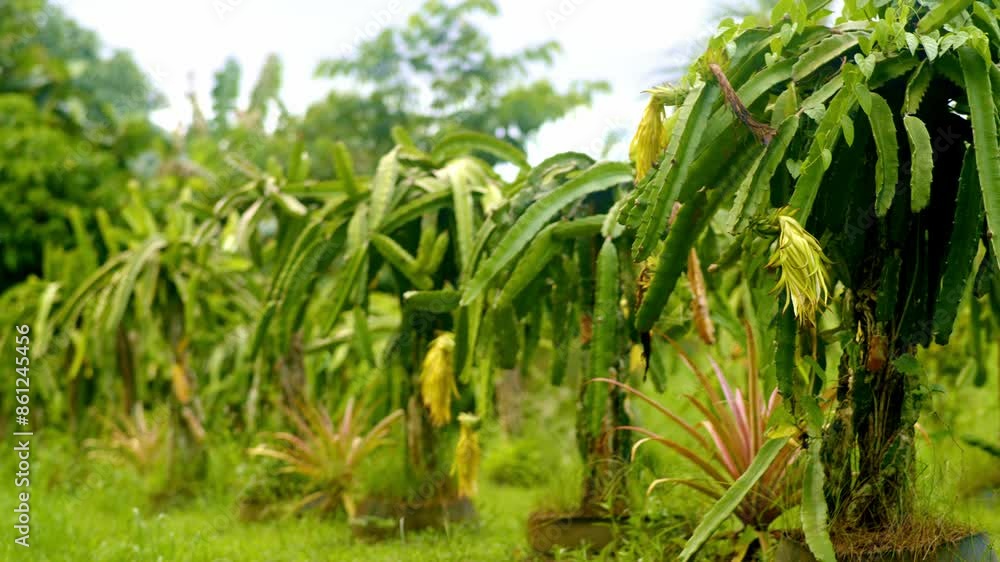 Dragon fruit plants in a row with pineapple plants, yellow flower forming Dragon fruit plants in a row with pineapple plants, yellow flower forming