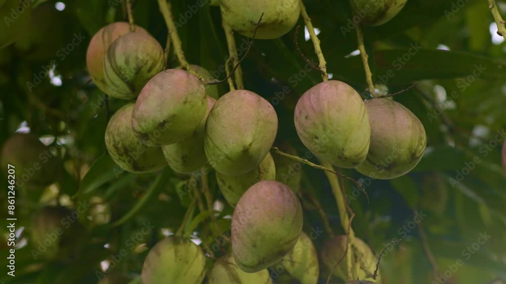 Red mango in a bunch hanging at height in tree, closeup fruit looking up Red mango in a bunch hanging at height in tree, closeup fruit looking up