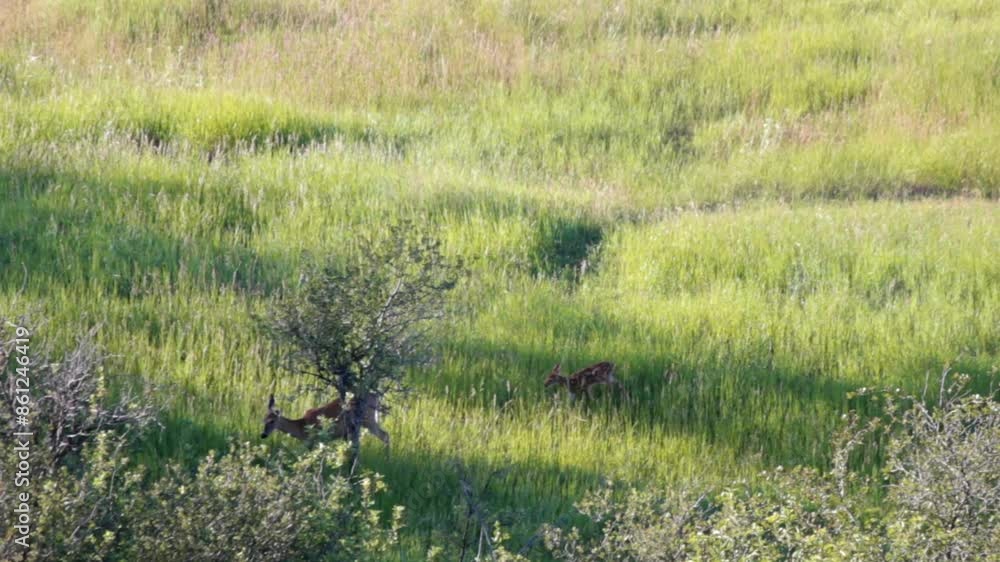 A whitetail deer and her fawn walk through a meadow. A whitetail deer and her fawn walk through a meadow.