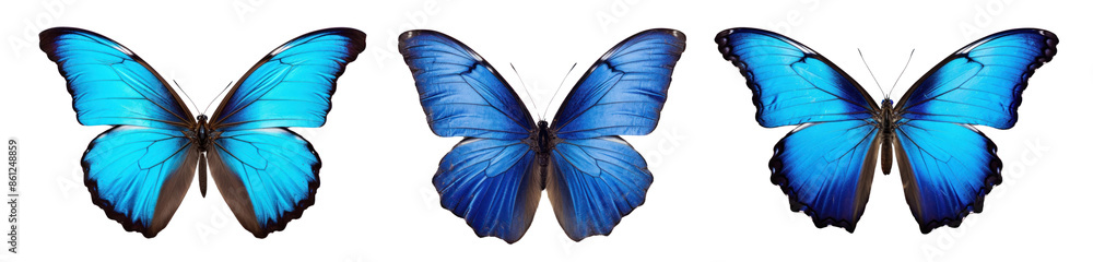 Fototapeta premium Blue butterflies png on transparent background