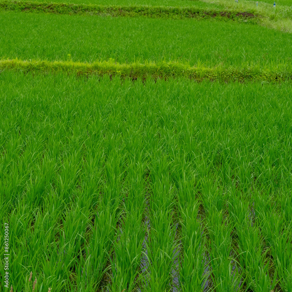 Obraz premium 梅雨入りの日