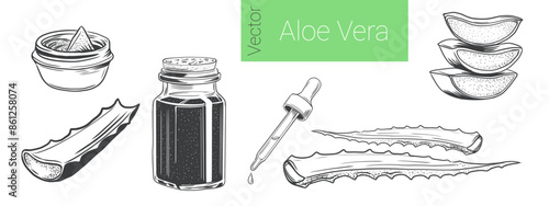 Hand drawn Aloe vera plant, leaves and slices set. sketch vector illustration isolated on white background. Natural herbal medicine or cosmetics ingredient. Monochrome black and white drawing.