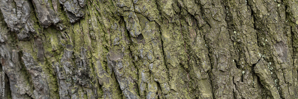 Natural texture of tree bark. Old tree trunk close-up. Natural wood background with bark patterns. Natural texture of tree bark. Old tree trunk close-up. Natural wood background with bark patterns.