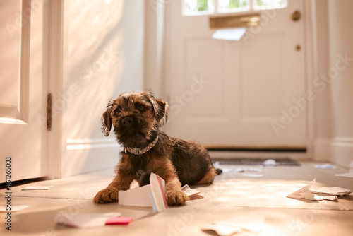 Badly Behaved Border Terrier Puppy Ripping Up Letters In Hallway Of Home